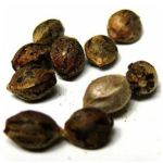 Семена марихуаны АК-47  (Seeds AK-47) в Кандалакше